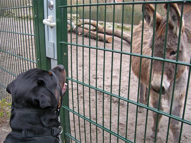 Rottweiler Rinkenæs' Iron - Hvad dælen er du for en? I Aalborg Zoo den 09-04-07 billede 13