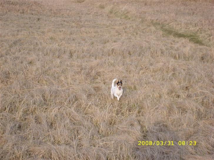 Dansk svensk gaardhund tananna - Hej alla sammen.. ja her er jeg så. billede 1