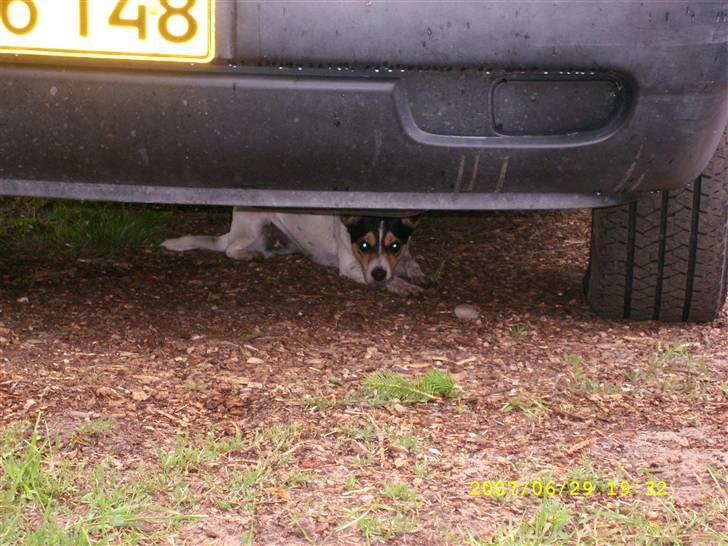 Dansk svensk gaardhund tananna - løber her ind når far skælder mig ud, er i sikkerhed så. billede 2