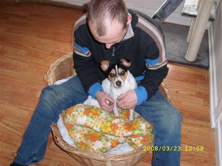 Dansk svensk gaardhund tananna billede 3