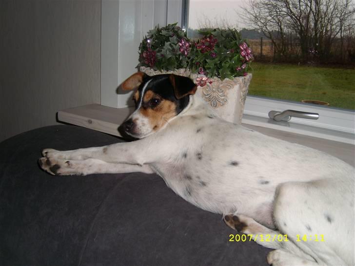 Dansk svensk gaardhund tananna - sofaen er lige mig billede 4