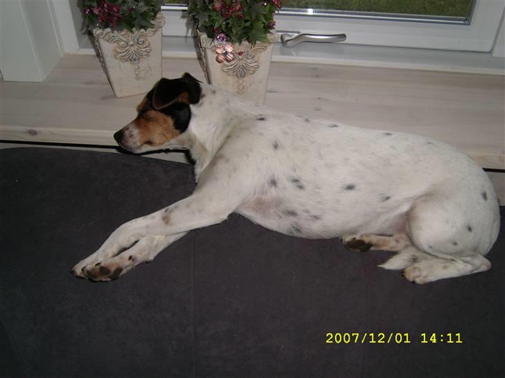 Dansk svensk gaardhund tananna - Zzzzzzzzz billede 5