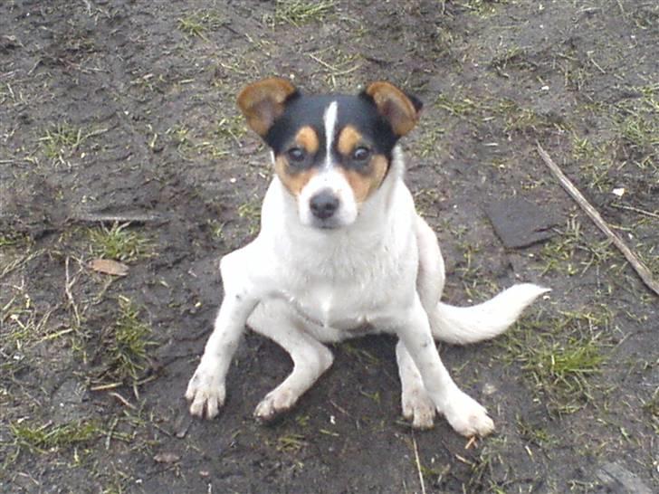 Dansk svensk gaardhund tananna - nu sidder jeg så pænt på min numse billede 6