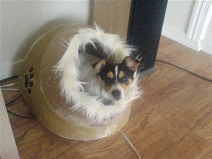 Dansk svensk gaardhund tananna - det er vist ikke min seng,lidt for lille. tananna det er mollys seng.(katten) billede 7