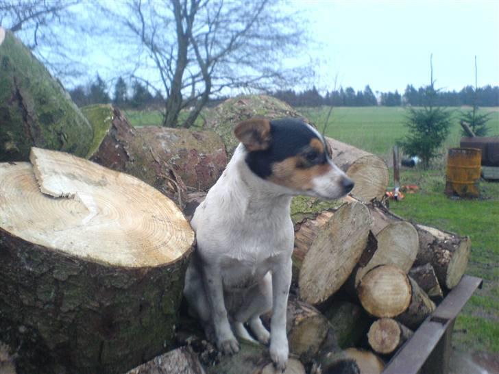 Dansk svensk gaardhund tananna - her har jeg været med far i skoven og arbejde. billede 8