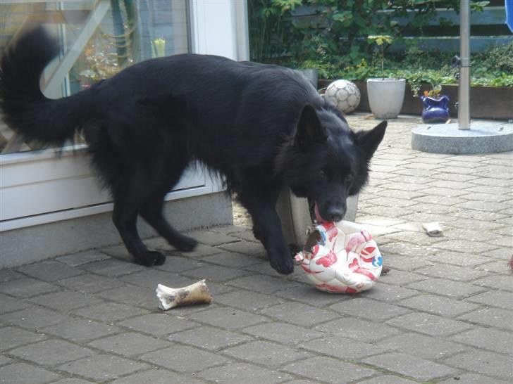 Schæferhund Degn ´s Becki billede 9