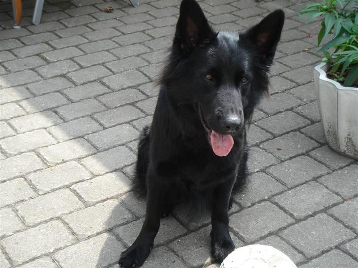 Schæferhund Degn ´s Becki billede 10