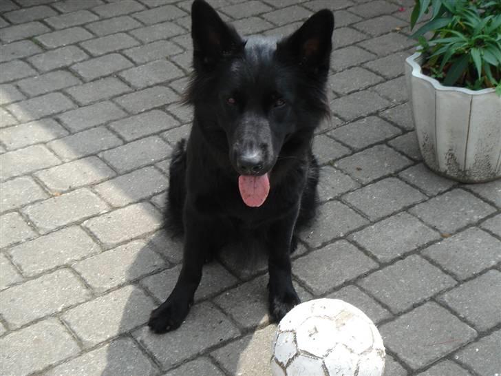 Schæferhund Degn ´s Becki billede 11