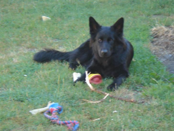 Schæferhund Degn ´s Becki billede 12