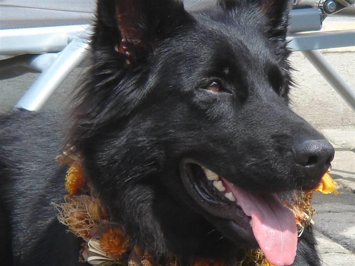 Schæferhund Degn ´s Becki billede 13