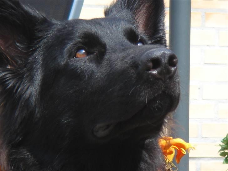 Schæferhund Degn ´s Becki billede 14