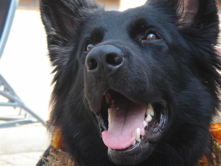 Schæferhund Degn ´s Becki billede 15