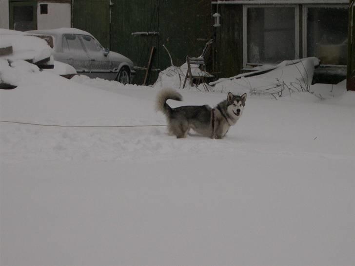 Alaskan malamute Nukka - woow der er meget af det hvide noget  billede 3
