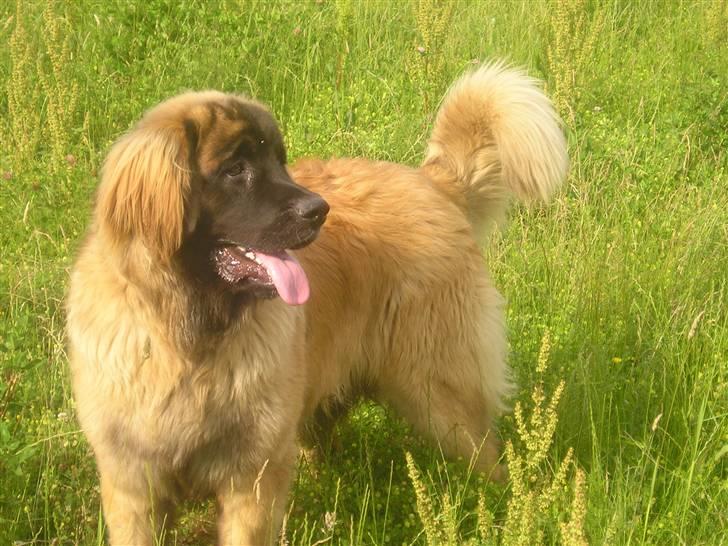 Leonberger Weika`s Hess - nu er jeg ved at være voksen og følsom "HOST HOST" billede 14