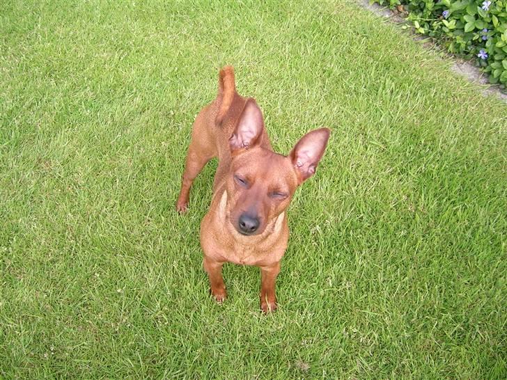 Dvaergpinscher Hubert - Åh solen blænder mig billede 8