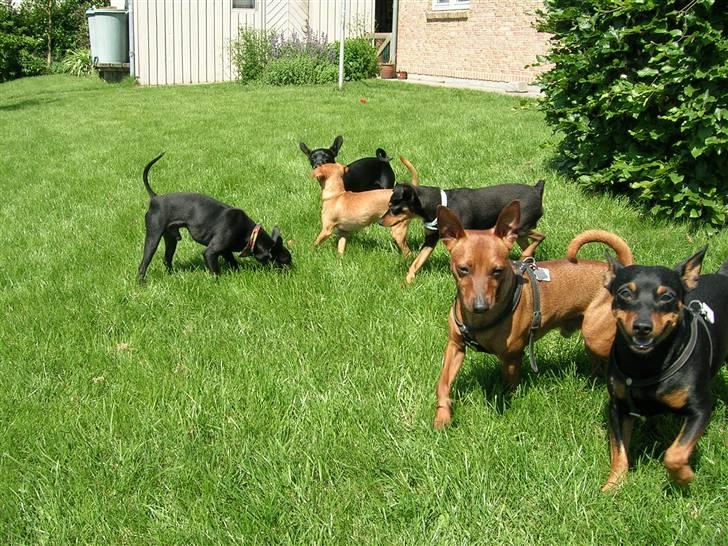 Dvaergpinscher Hubert - Her er jeg på træf med Vigo og nogle Prazskyer billede 9