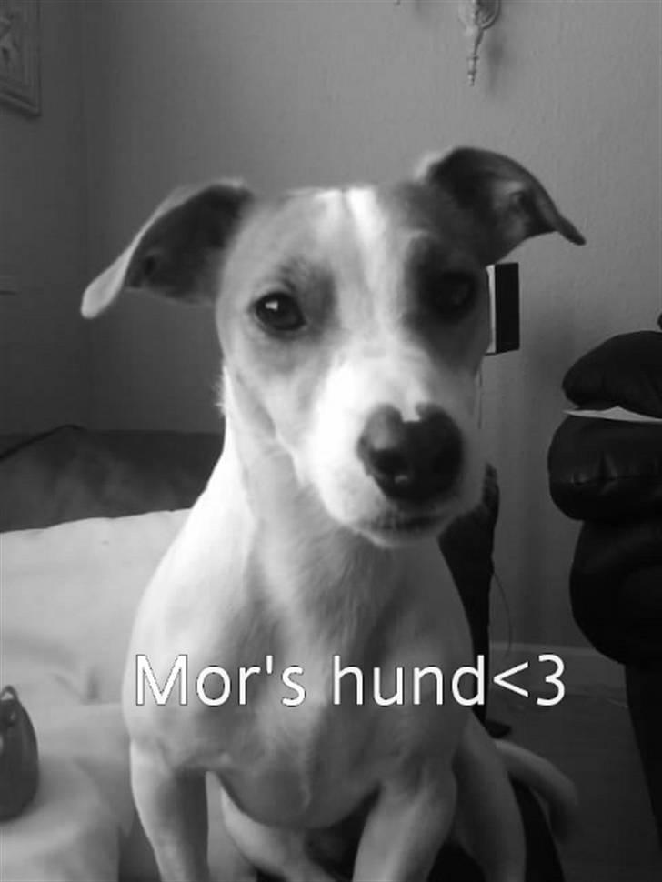 Jack russell terrier Tjaus - Tjaus som lille (; billede 1