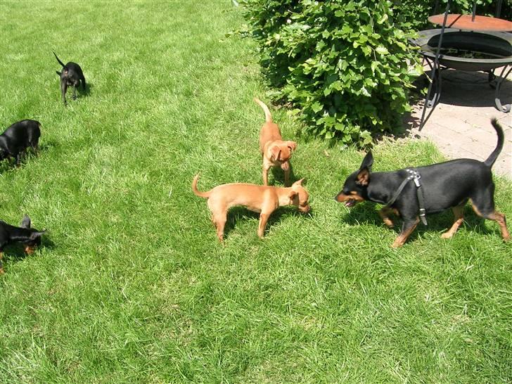 Dvaergpinscher Vigo - Nu kommer jeg og passer på jer  billede 5