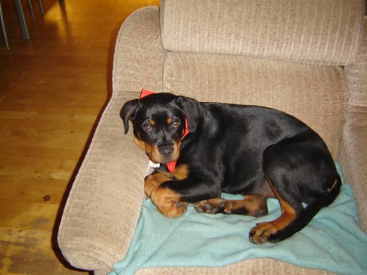 Rottweiler Laika - får mig lige en slapper *SS* billede 6