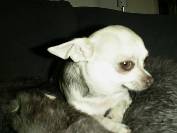 Chihuahua Silke billede 1