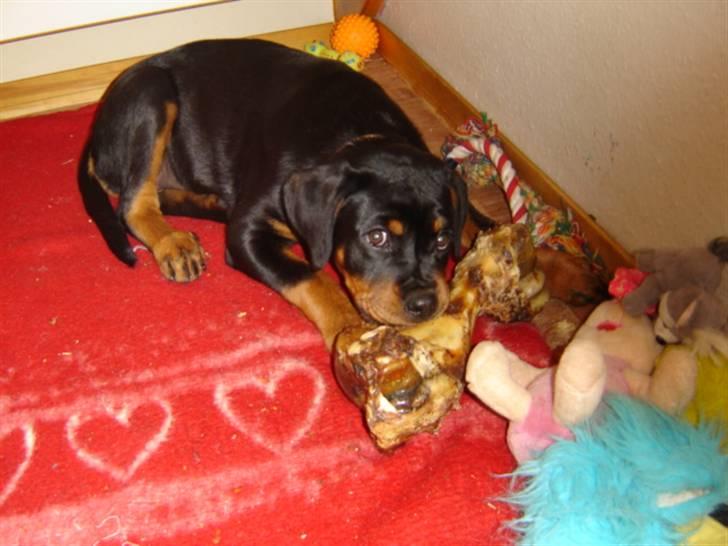 Rottweiler Laika - ikke noget bedre end et stort saftig kødben.. billede 7