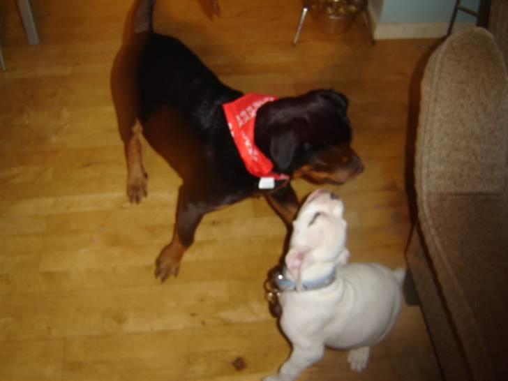 Rottweiler Laika - leger lige med min kærste *GG* billede 8