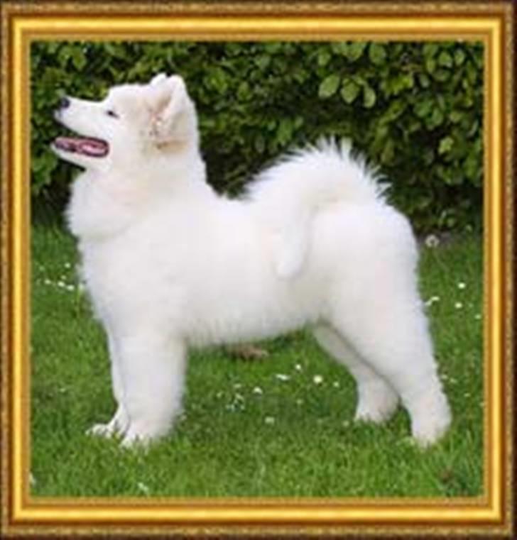 Samojedhund Dancer - Se lige mig. Jeg kan stå pænt billede 9