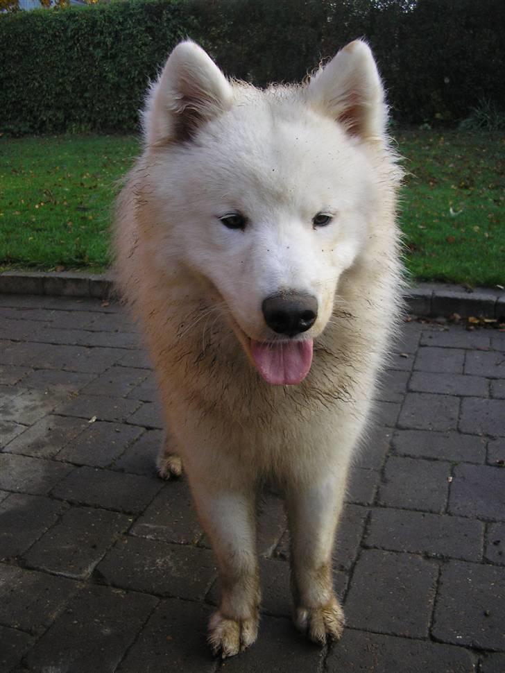 Samojedhund Dancer - Er jeg ikke smuk billede 10