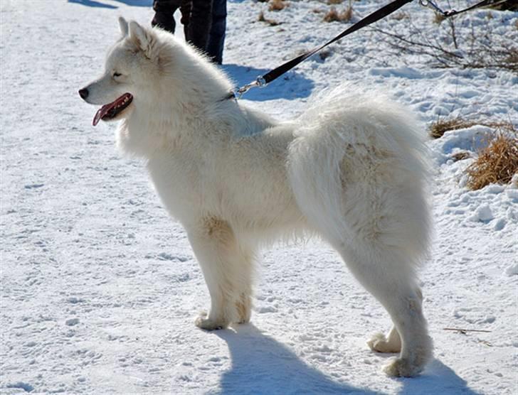 Samojedhund Dancer - Slip mig fri.....! billede 11