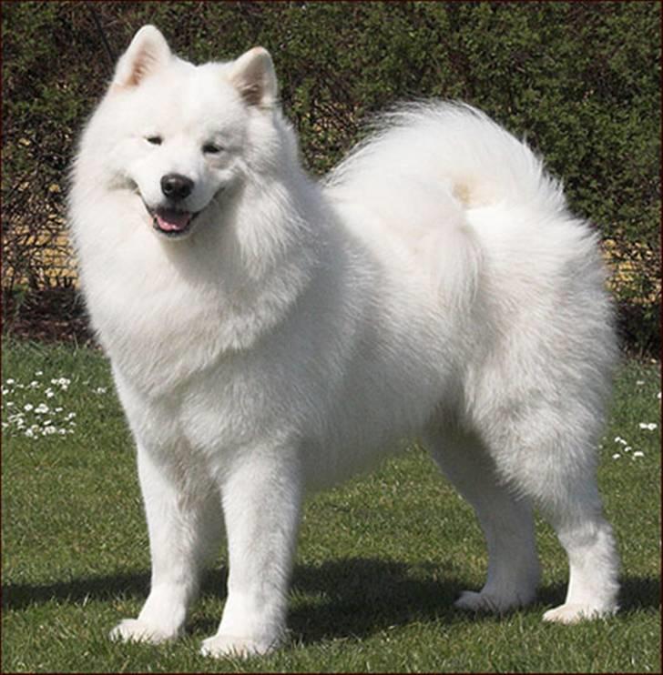 Samojedhund Dancer - Her er jeg 2 år billede 12