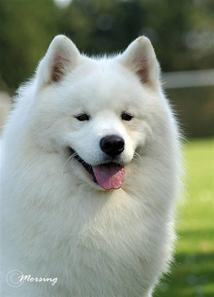 Samojedhund Dancer - Hej jeg har lige været til udstilling... billede 13