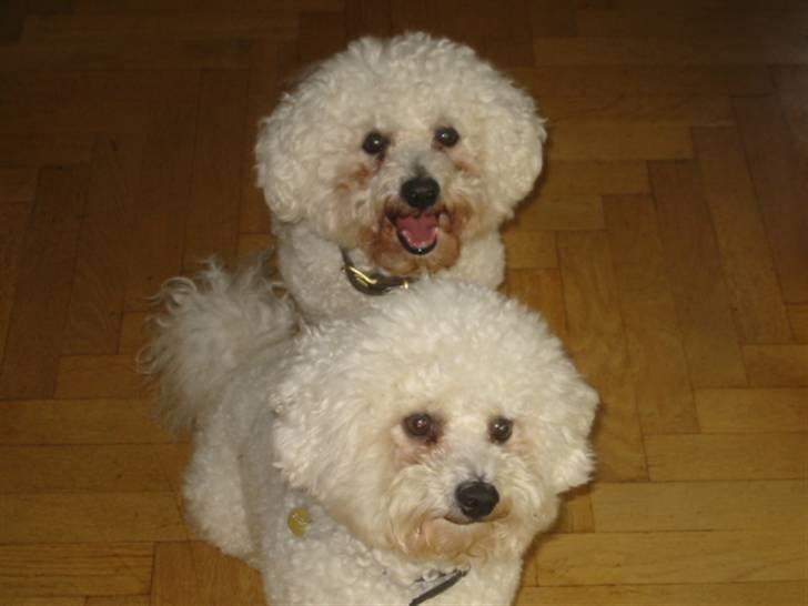 Bichon à poil frisé Luffe - jeg er en meget glad lille hund! ^^ billede 11