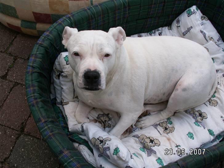 Amerikansk bulldog sarona r.i.p - æv jeg hader den danske sommer når det skal regne  billede 1