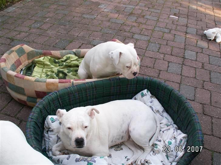 Amerikansk bulldog sarona r.i.p - mmm... jeg er ret sur idag billede 2