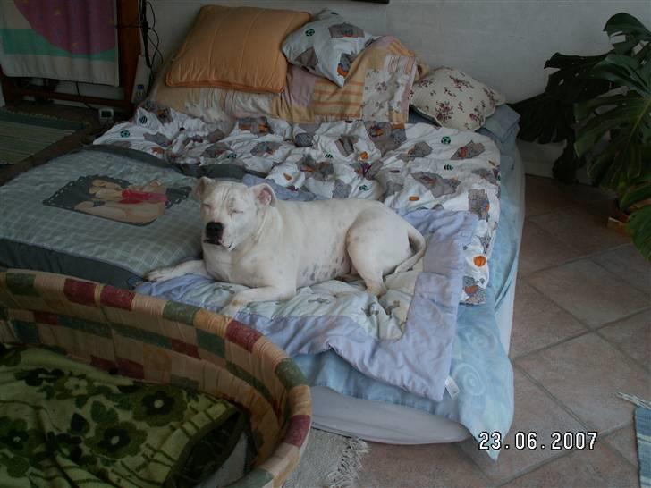 Amerikansk bulldog sarona r.i.p - reder du snart sengen mor billede 3