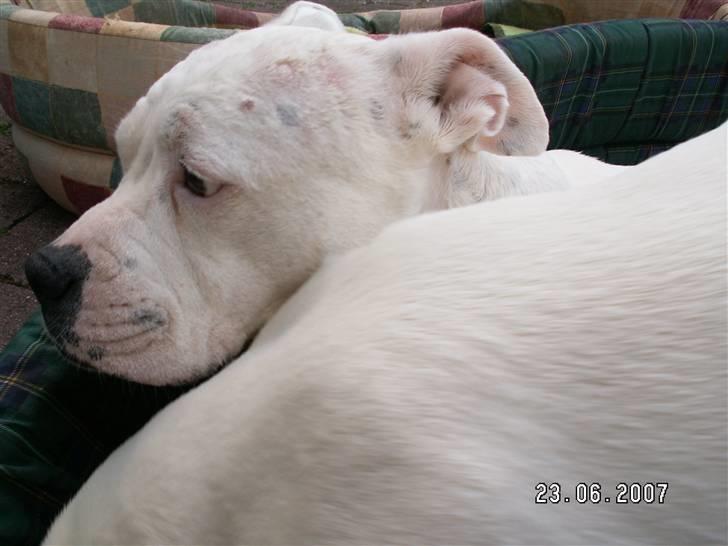 Amerikansk bulldog sarona r.i.p - flyt dig nu lad en gammel hund ligge i fred billede 4