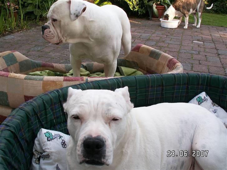 Amerikansk bulldog sarona r.i.p - tjaaaa billede 5