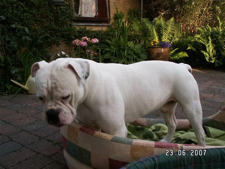 Amerikansk bulldog ozzy osbourne - hva f..... er det der kravler der... billede 11