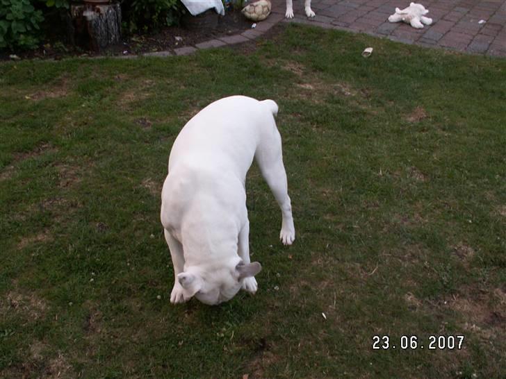 Amerikansk bulldog ozzy osbourne - kom nu her jeg vil meget gerne spise dig billede 12