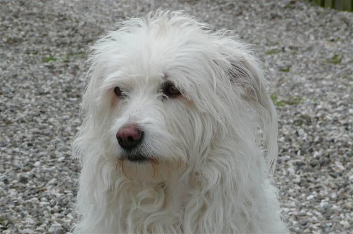 Blanding af racer Luna - Vil virkelig bare gerne sove:D billede 1