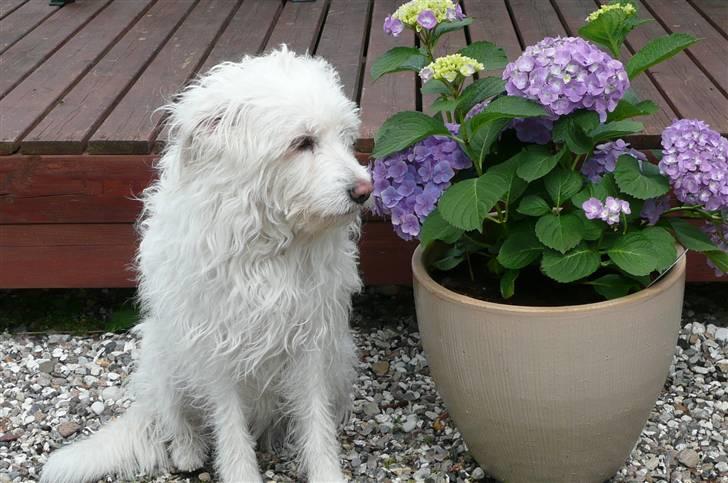 Blanding af racer Luna billede 2