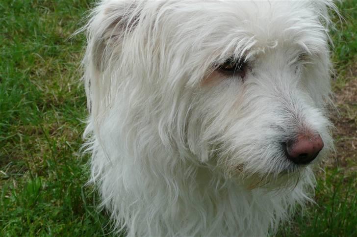 Blanding af racer Luna billede 3