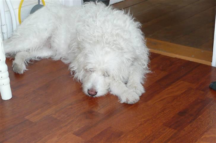 Blanding af racer Luna - Dejligt med en lille morfar:) zz zzzz zz billede 4