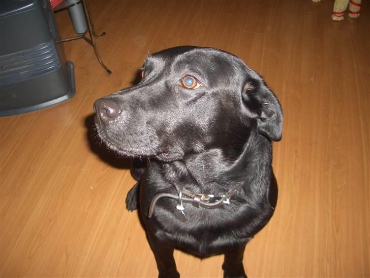 Blanding af racer Holger - Holger er en dejlig hund  billede 1