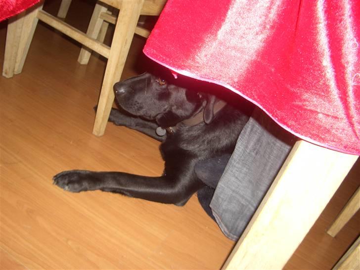 Blanding af racer Holger billede 2