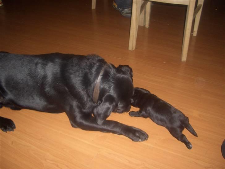 Blanding af racer Holger billede 4