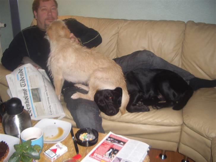 Blanding af racer Holger billede 5