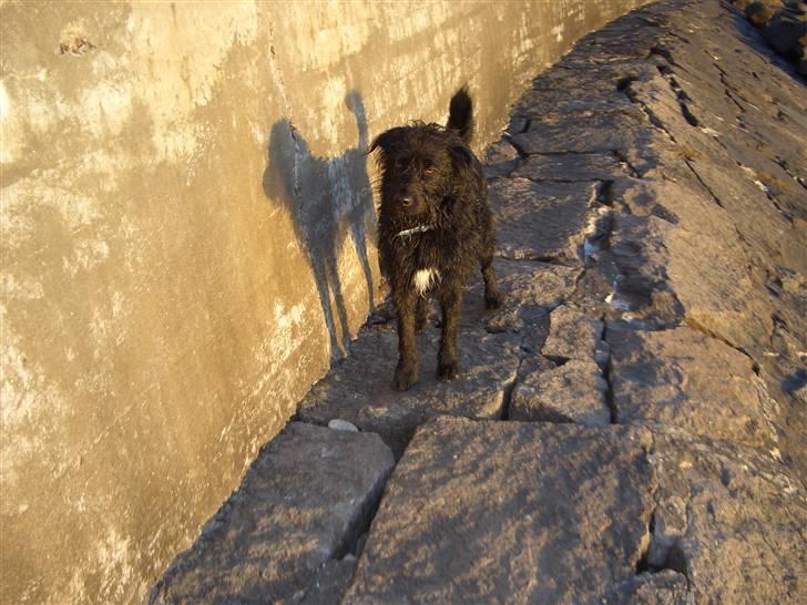 Blanding af racer Buller - Velkommen til Buller´s profil. Fine Buller<´3 billede 1