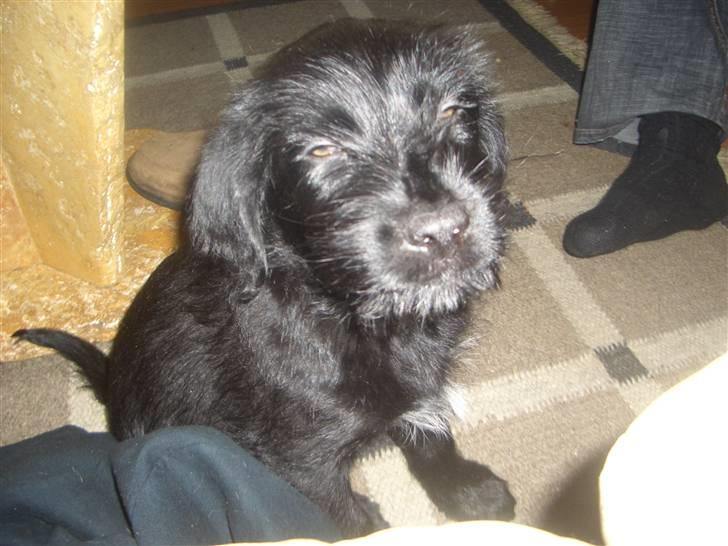 Blanding af racer Buller - Buller Fotomodel? billede 2