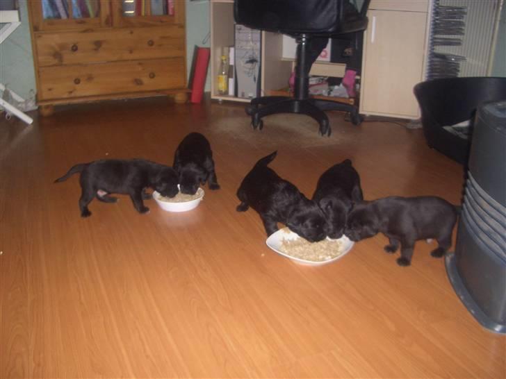 Blanding af racer Buller - Spiser billede 3